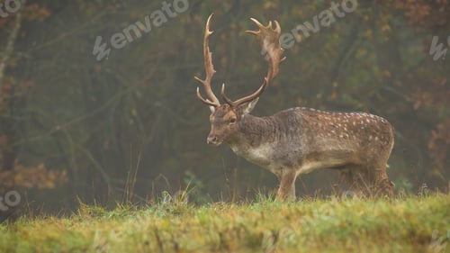 Preview: Majestic fallow deer stag walking in morning fog in autumn