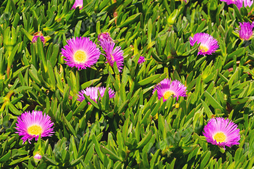 Preview: Blooming flower of Carpobrotus Chilensis on sand dunes typical succulent plant for subtropical areas