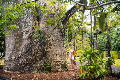 Preview: A girl next to a baobab in the botanical garden on the island of Mauritius