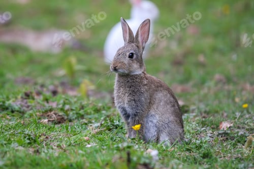 Preview: White and grey rabbit on a lush green meadow