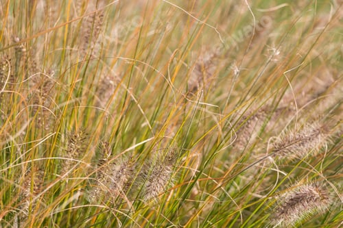 Preview: Natural autumn background. Abstract background of dried ornamental herbs