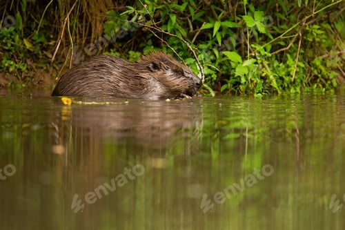 Preview: Eurasian beaver feeding with twig in water on riverbank