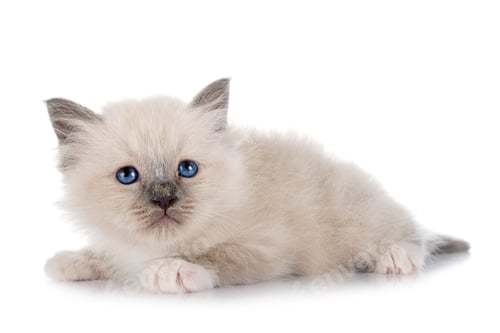 Preview: birman kitten in studio