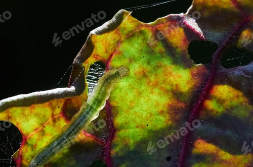 Preview: Close-up a caterpillar on the vegetable leaf