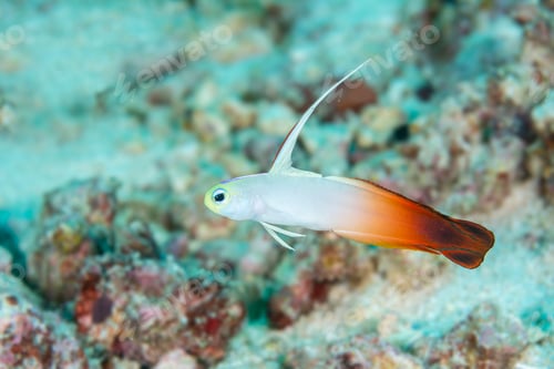 Preview: Fire goby hoovers over bottom