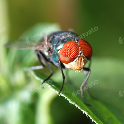 Preview: insect fly macro