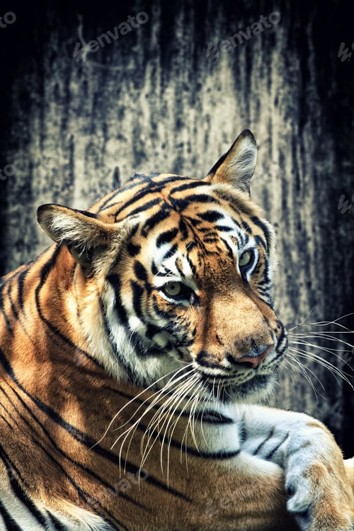 Preview: Tiger against grunge wall