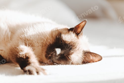 Preview: Close up of a siamese cat sleeping over a bed during a bright day