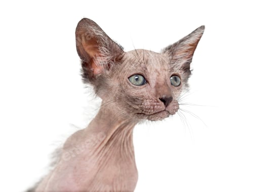 Preview: Kitten Lykoi cat, 7 weeks old, also called the Werewolf cat against white background