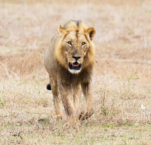 Preview: A Magical Zambia Wildlife pictures