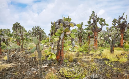 Preview: Giant prickly pear cactus on Santa Cruz Island, Galapagos National Park, Ecuador.