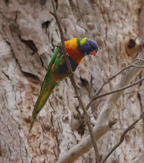 Preview: Loriini bird perched on a sun-drenched, tree branch, its vibrant feathers glowing in the light