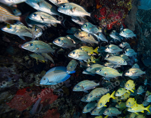 Preview: Colorful sea life underwater, shallow underwater seascape