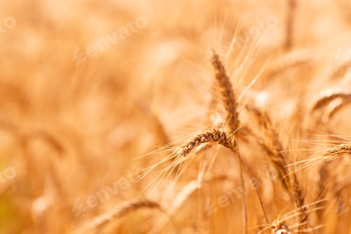 Preview: Golden wheat Field closeup