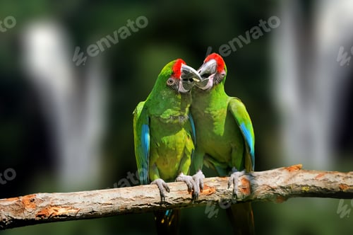 Preview: Wild parrot bird, green parrot Great-Green Macaw, Ara ambigua