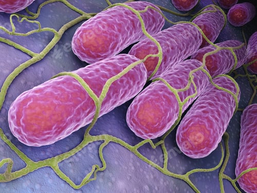 Preview: Culture of Salmonella bacteria