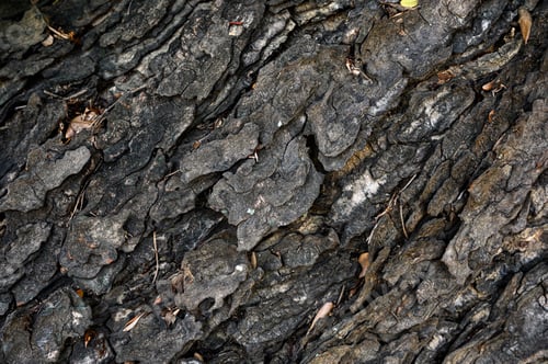 Preview: Weathered texture wood bark on large tree