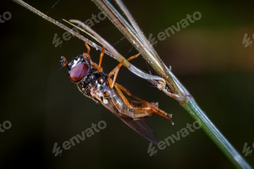 Preview: Dipterous 250524-0689