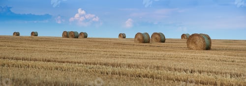 Preview: harvest time, hay in bale rolls, eveningtime