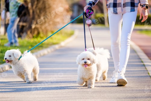 Preview: Walk with dogs