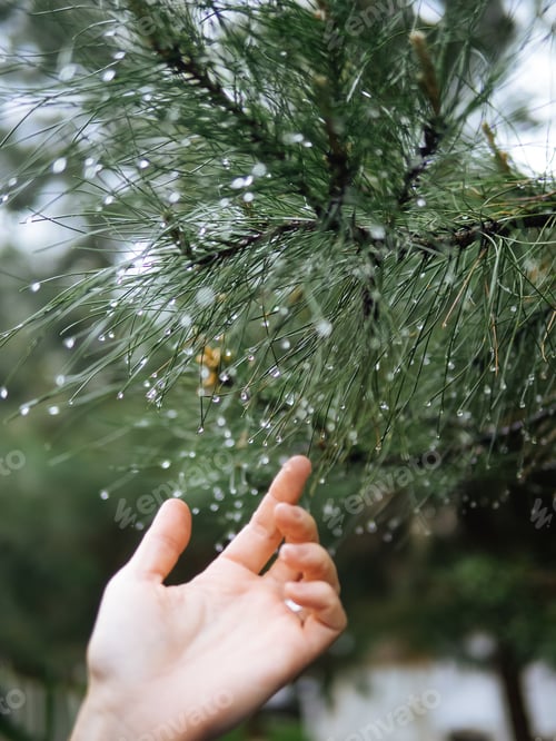 Preview: Crop hand touching coniferous branch in drops