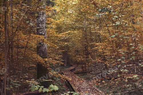 Preview: Pathway in the bright forest. Autumn falling leaves