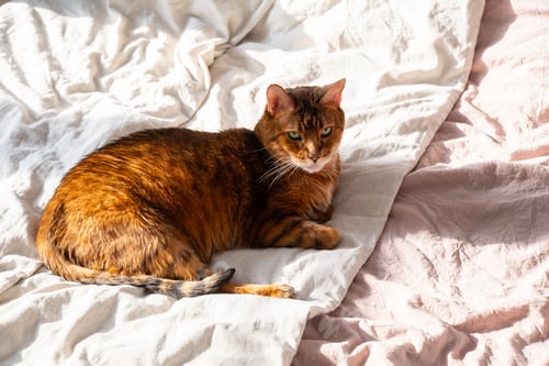 Preview: Relaxed Cat Lounging on Wrinkled Sheets in Sunlight