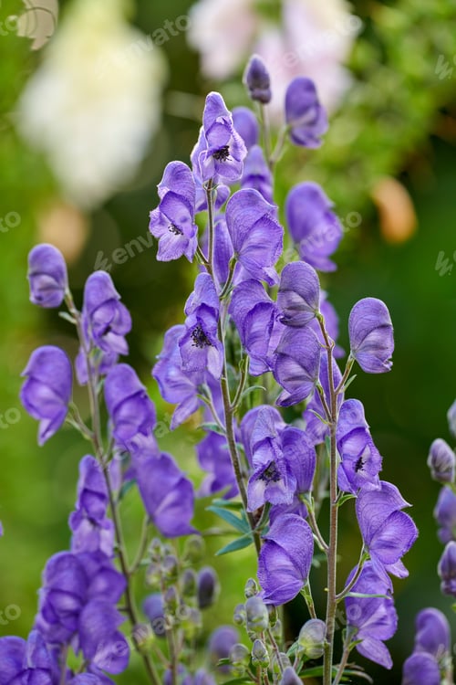 Preview: Beautiful flowers from my garden. A series of beautiful garden photos.