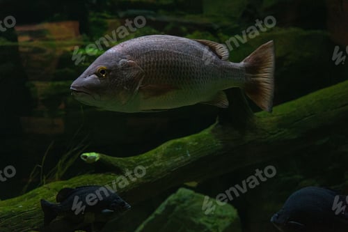 Preview: Close up of Mangrove Red Snapper