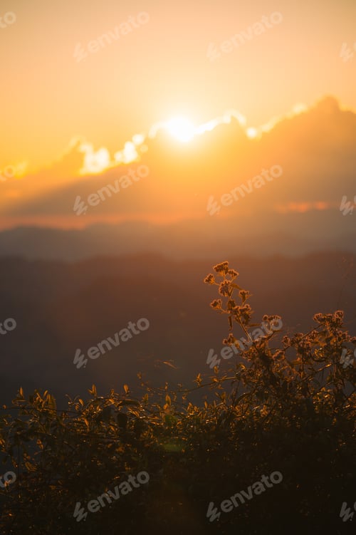 Preview: Sunset shining over mountain with tree branch in tropical rainforest
