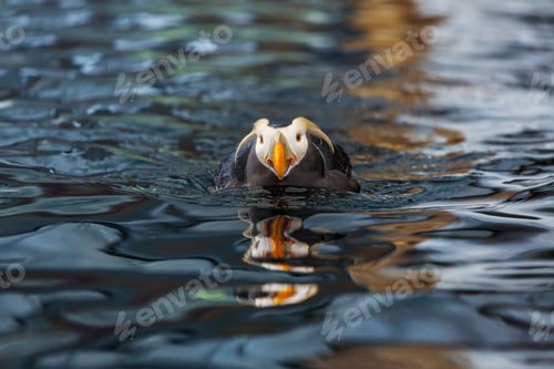 Preview: Puffin