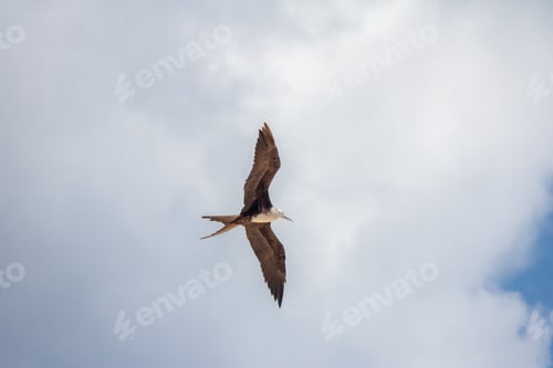 Preview: Magnificent Frigatebird (Fregata magnificens) flying - Fernando de Noronha, Pernambuco, Brazil