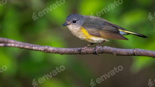 Preview: Closeup of an American redstart bird on a tree branch during spring migration at Magee Marsh area