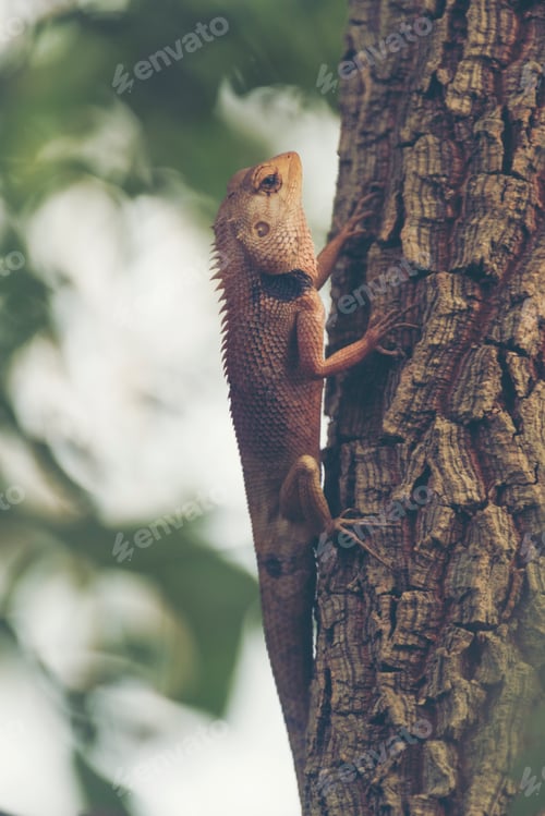 Preview: chameleon on the tree, vintage filter image
