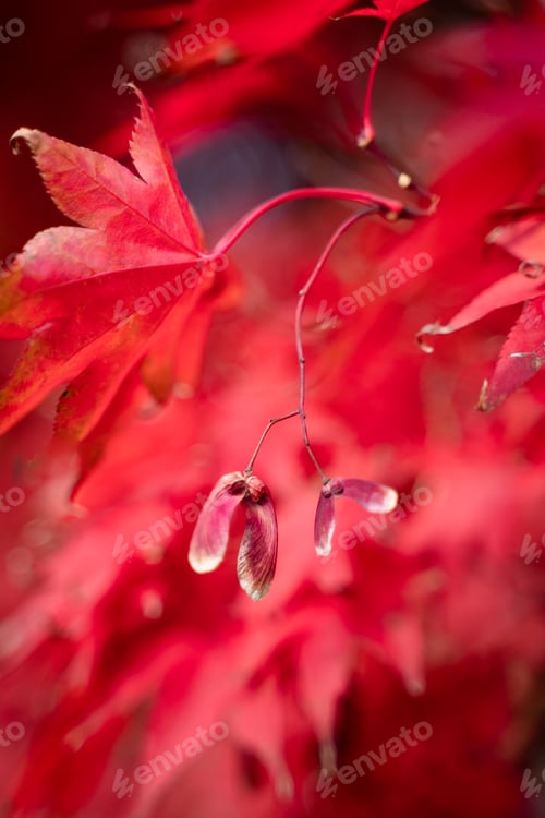 Preview: Red japanese maple tree seed pod