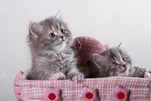 Preview: Two Fluffy Kittens in a Pink Basket