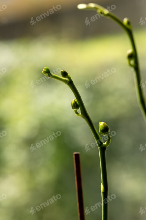 Preview: Two flower stalks of an orchid with buds on a blurred background of light green color