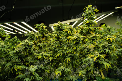 Preview: A large plant with green leaves and yellow flowers. The plant is growing in a greenhouse