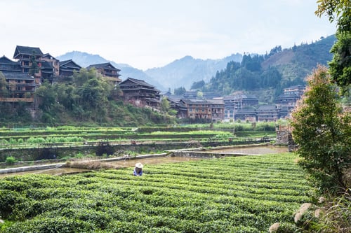 Preview: view of tea field near canal in Chengyang