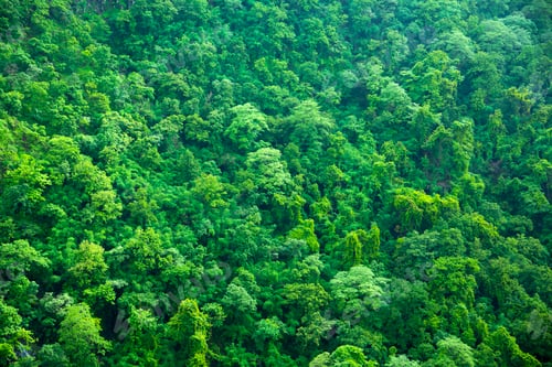 Preview: Aerial top view of Fog covers forest, View from above