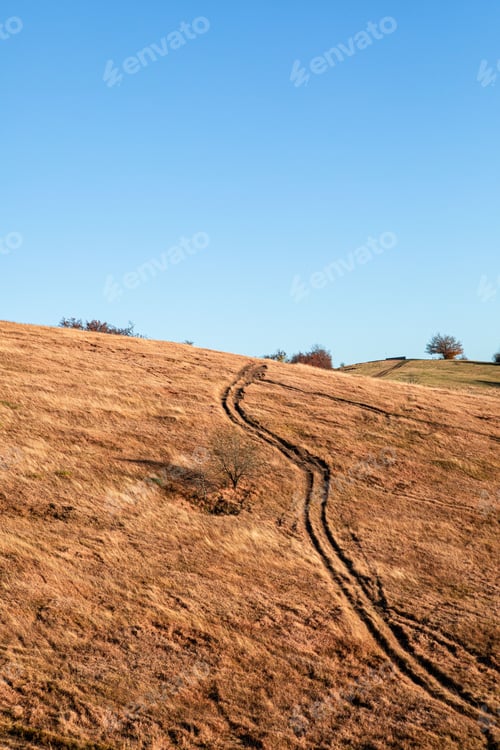 Preview: Scenic path through golden fields under a blue sky.