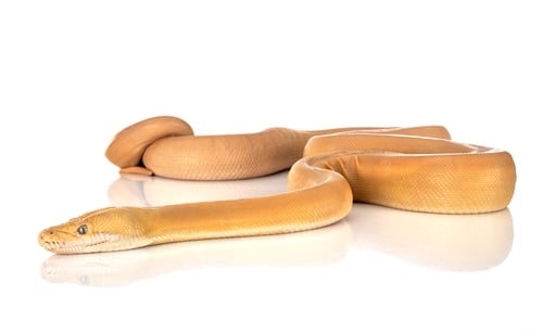 Preview: Reticulated python in studio
