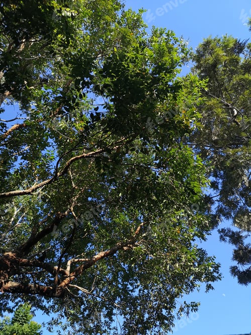 Preview: bush tree texture nature green leaves background Bark trunk rough surface texture plant and cloud