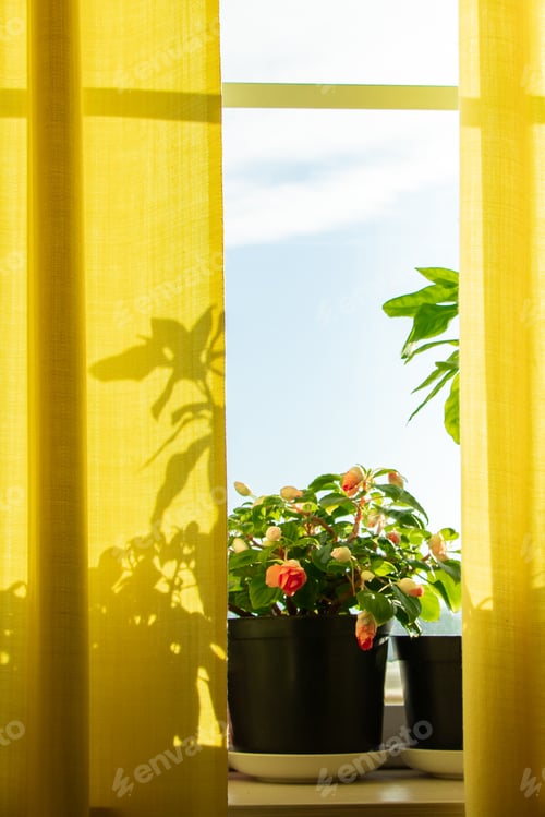 Preview: Growing houseplants in pots. Window with yellow curtains and flowers in sun.
