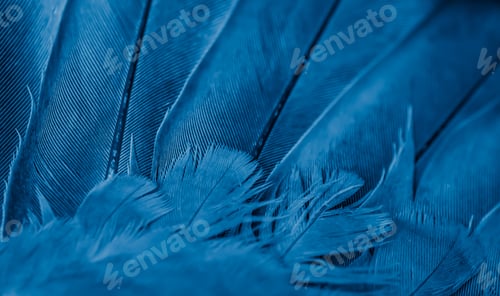 Preview: blue feather pigeon macro photo. texture or background