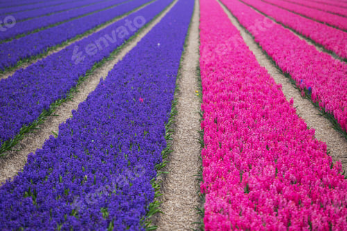 Preview: Dutch flower fields