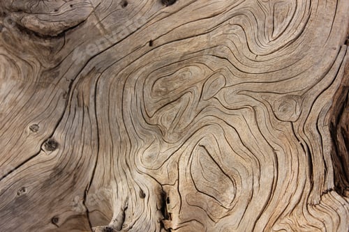 Preview: Closeup of tree trunk. Natural background