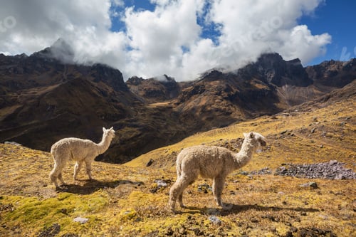 Preview: Alpaca