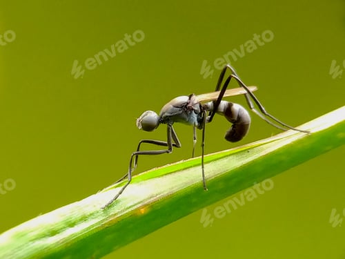 Preview: Male ant, nature background photo