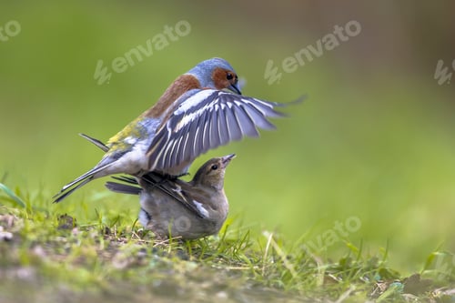Preview: Mating Common Chaffinch on lawn